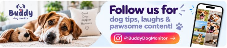 Buddy Dog Monitor Instagram