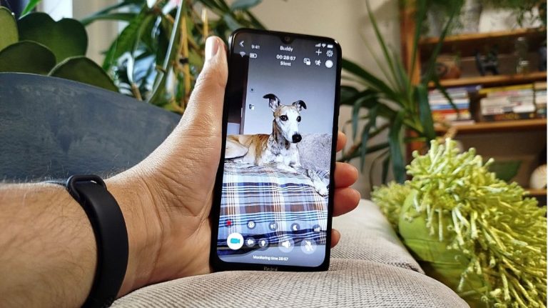 Pet Camera App: How to Keep an Eye on Your Dog From Anywhere